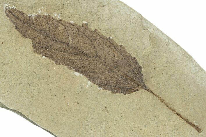 Detailed Fossil Leaf (Populus) - Green River Formation, Utah #323393